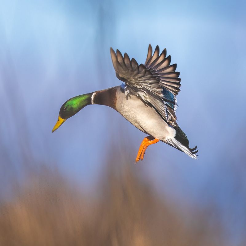 Mallard Duck