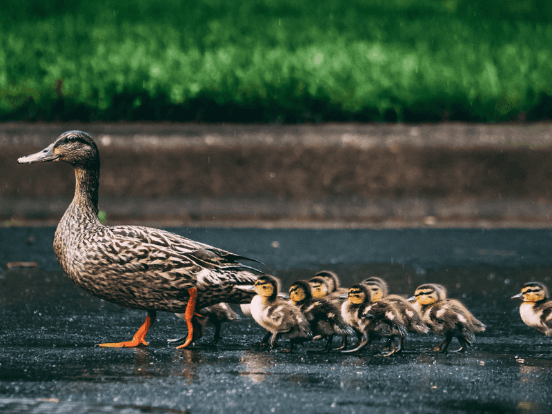 Mallard Ducklings