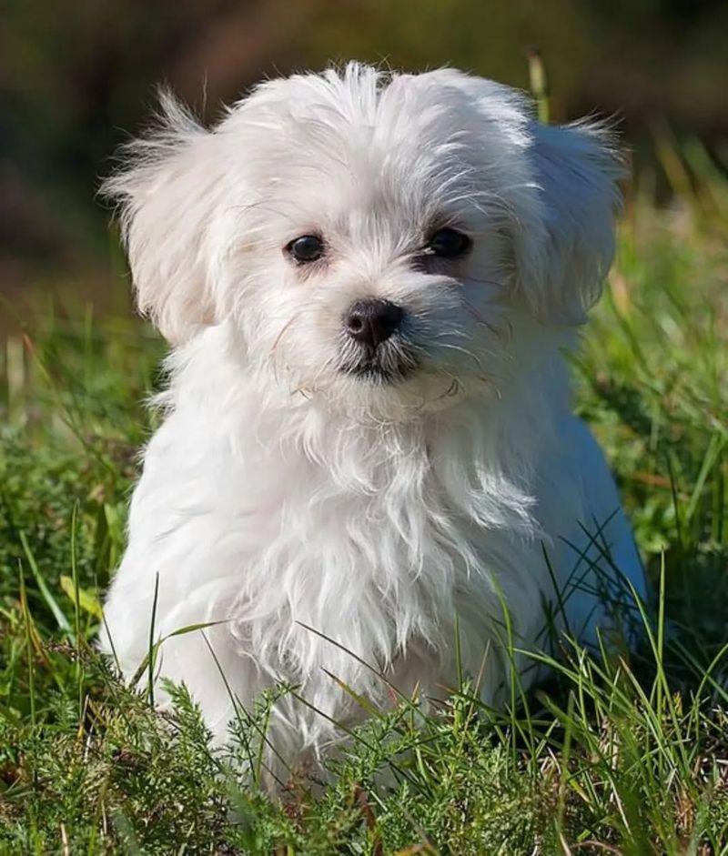 Maltese