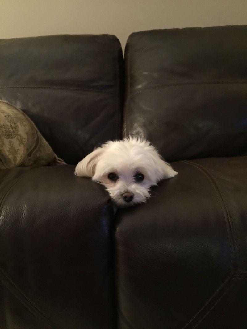 Maltese