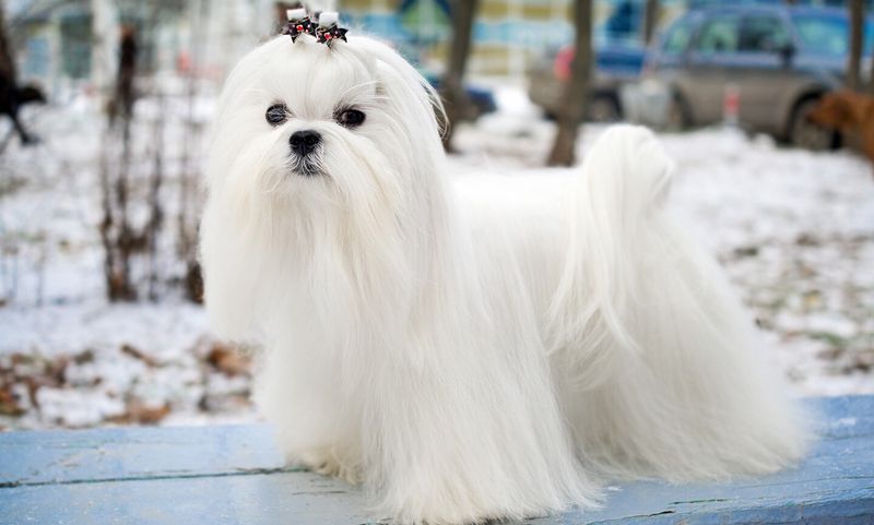 Maltese