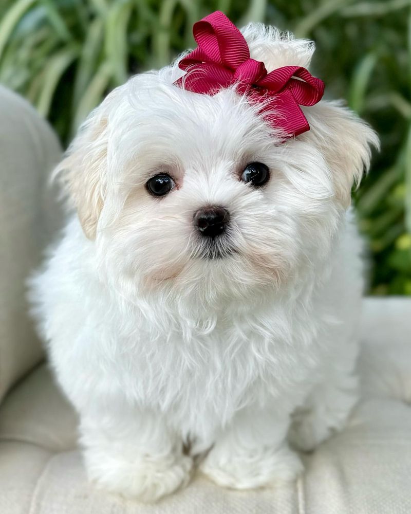 Maltese