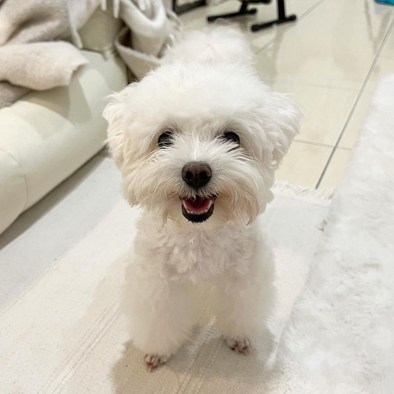 Maltese