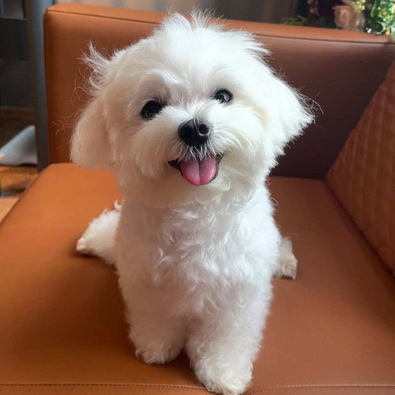 Maltese