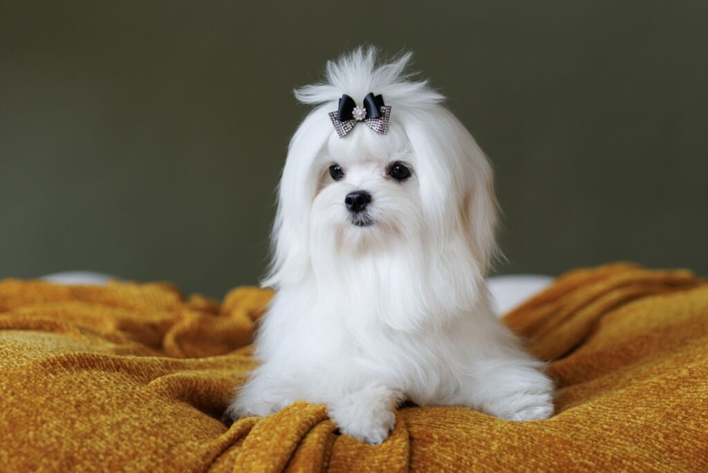 Maltese