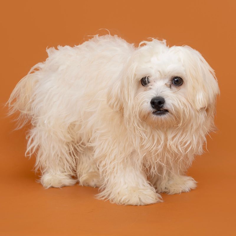 Maltese