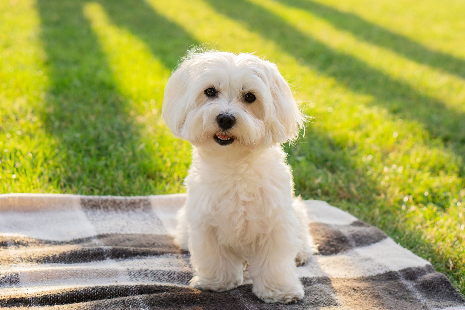 Maltese