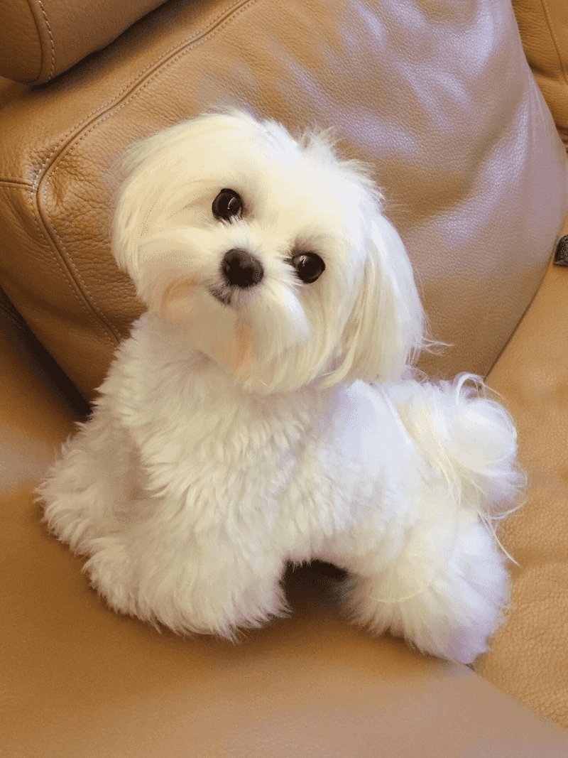 Maltese