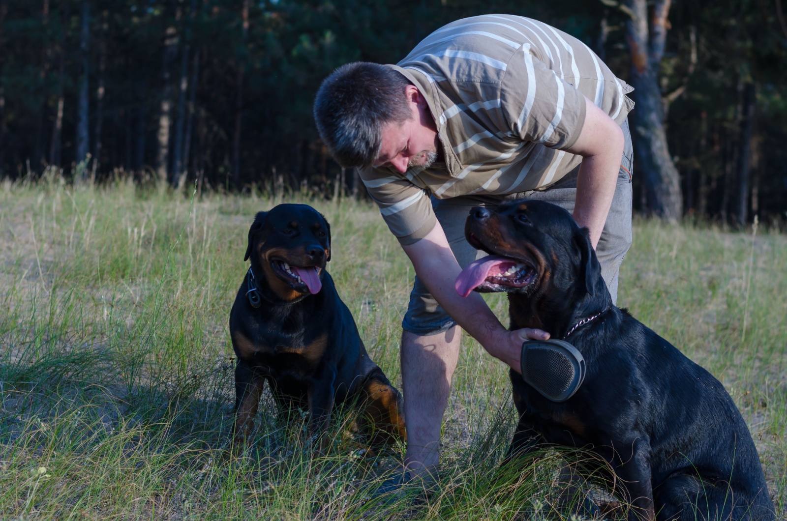 Man and two Rottweilers