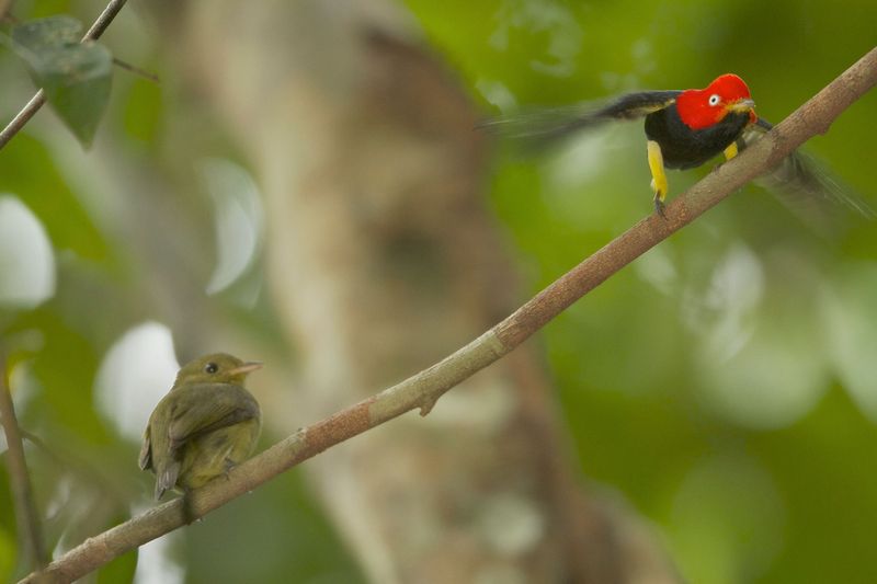 Manakin Bird