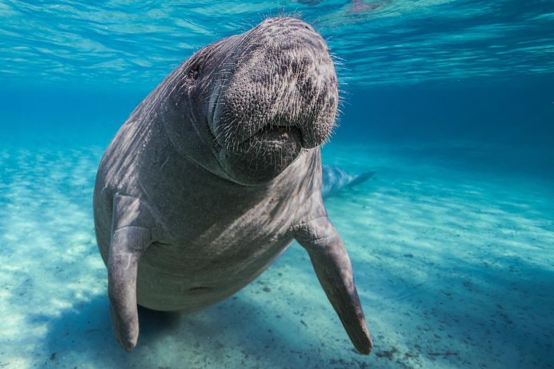 Manatee