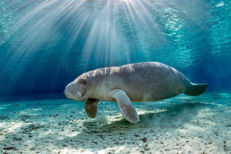 Manatee