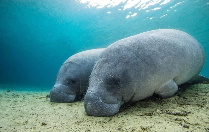 Manatee