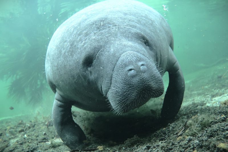 Manatee