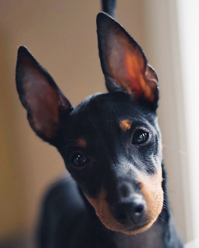 Manchester Terrier