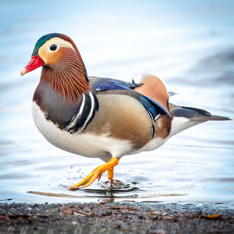 Mandarin Duck