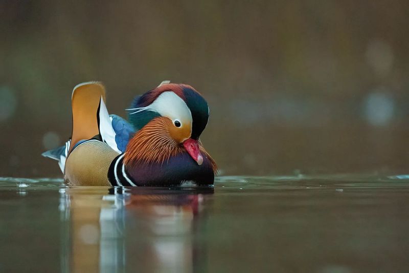 Mandarin Duck