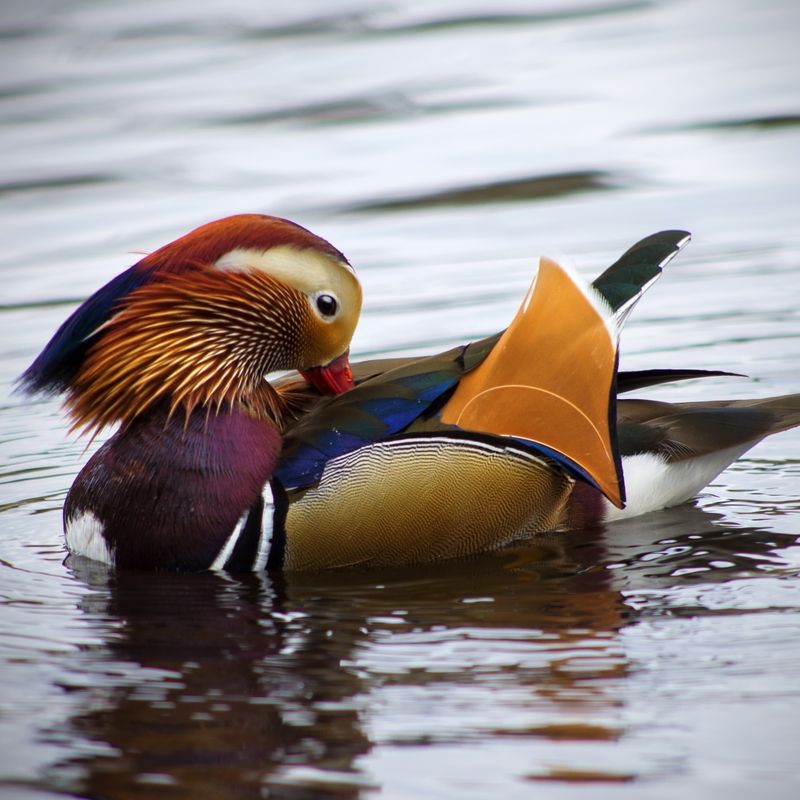 Mandarin Duck