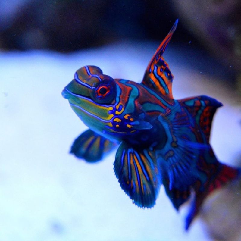 Mandarinfish