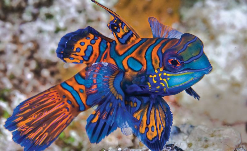 Mandarinfish