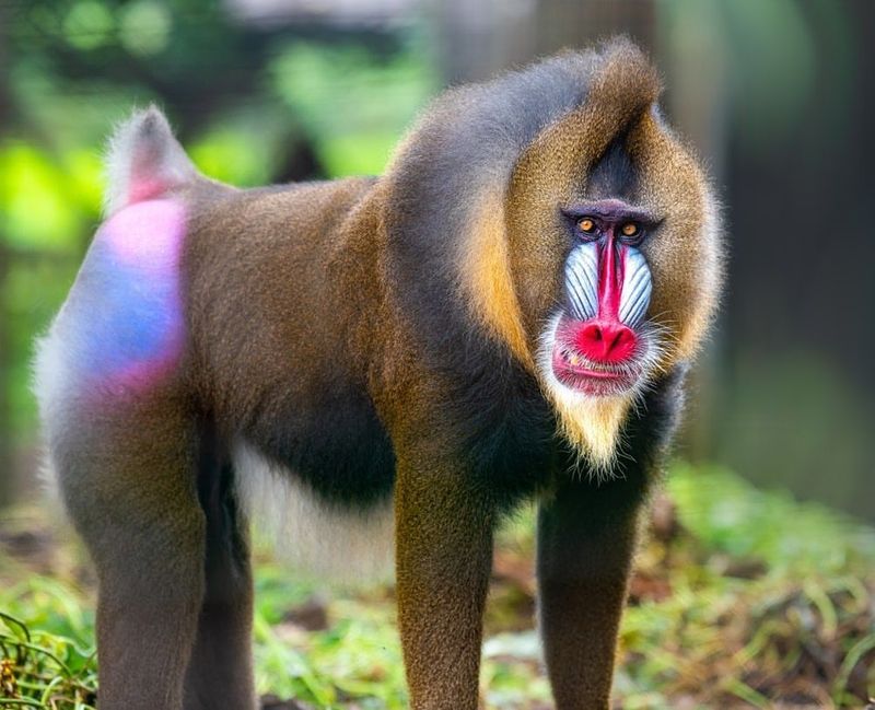 Mandrill