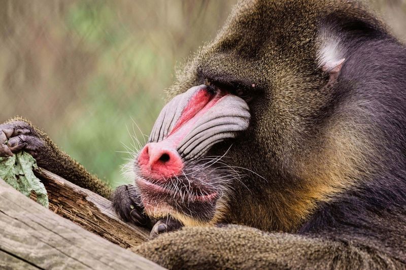 Mandrill