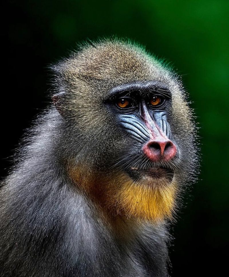 Mandrill