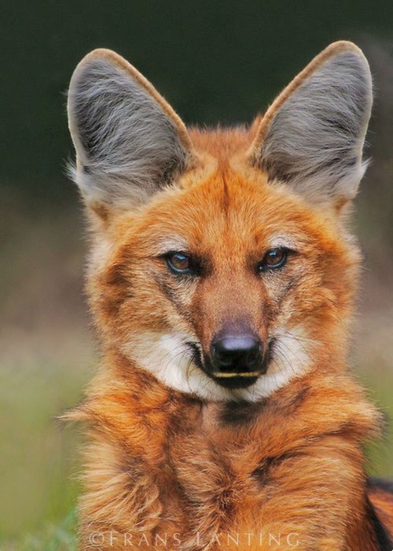 Maned Wolf