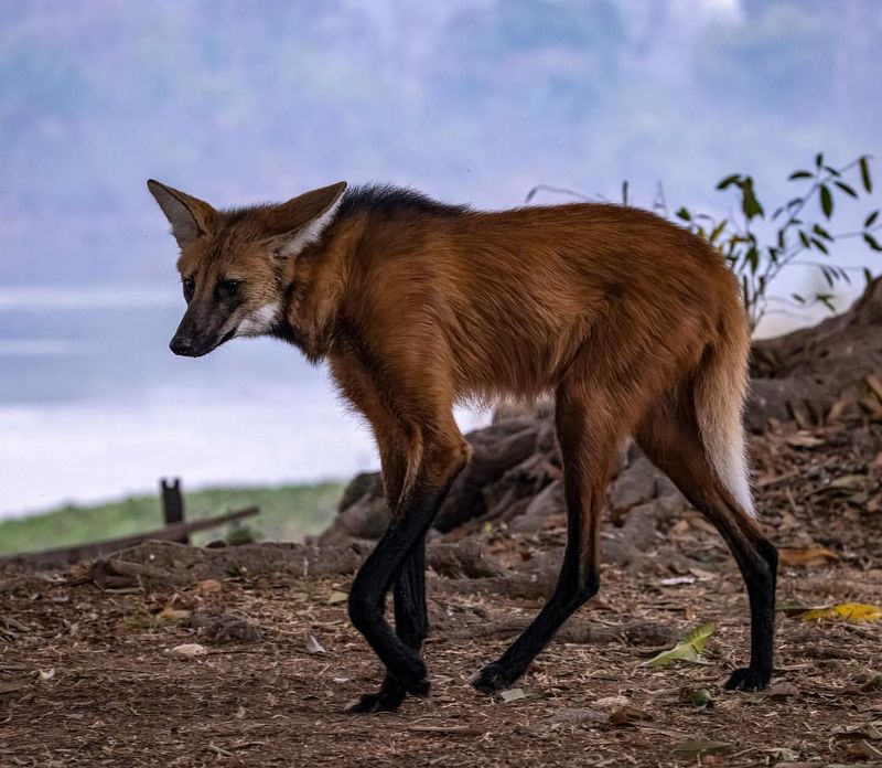 Maned Wolf in Brazil