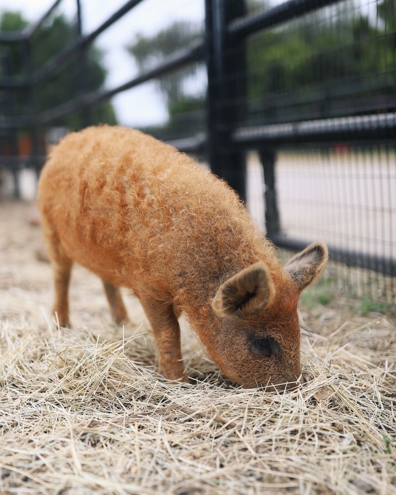 Mangalitsa Pig