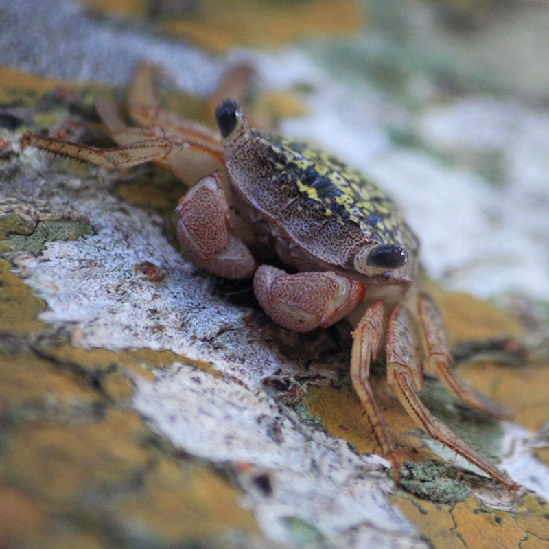 Mangrove Crab