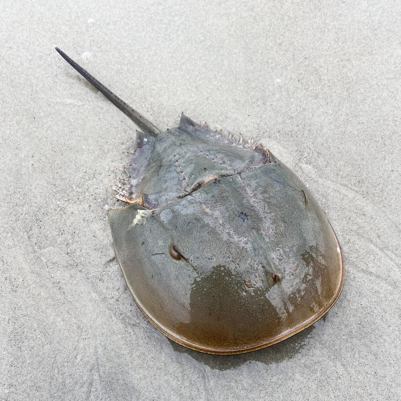 Mangrove Horseshoe Crab