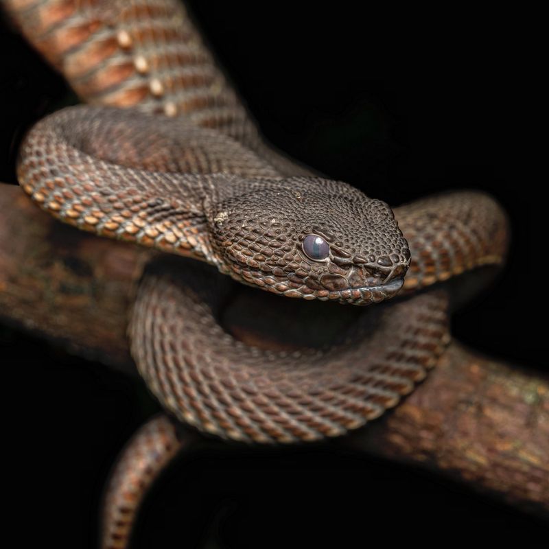 Mangrove Pit Viper