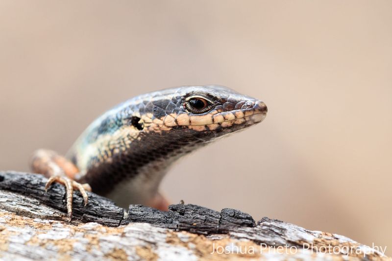 Mangrove Skink