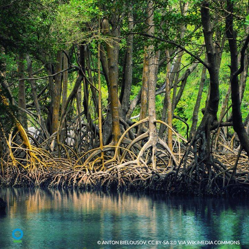 Mangrove Swamps