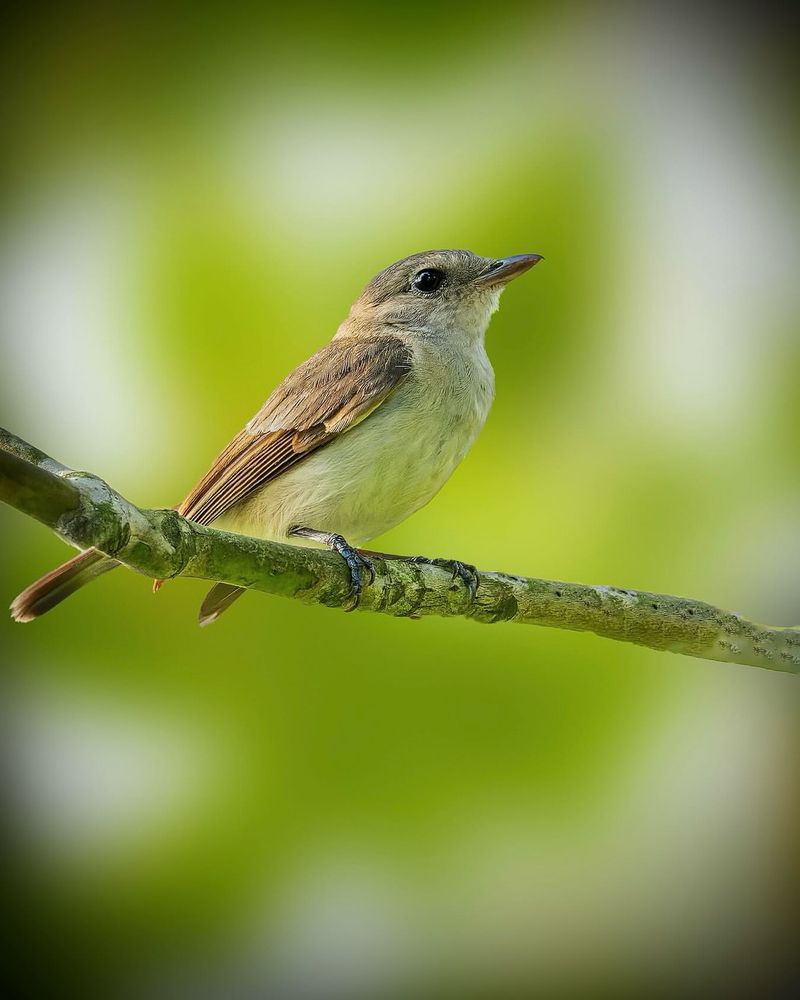 Mangrove Whistler