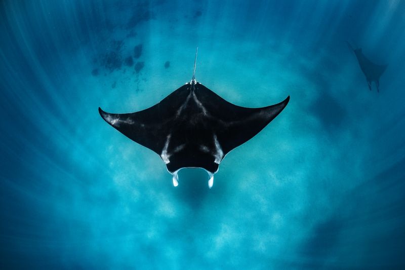 Manta Ray