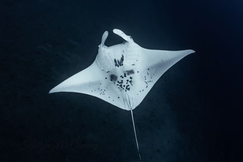 Manta Ray