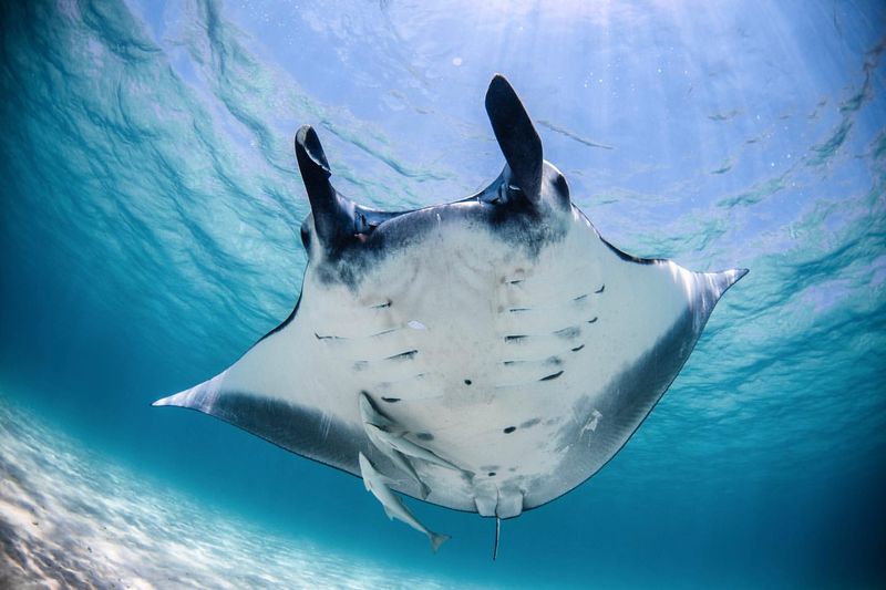 Manta Ray