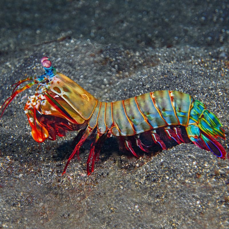 Mantis Shrimp's Punch