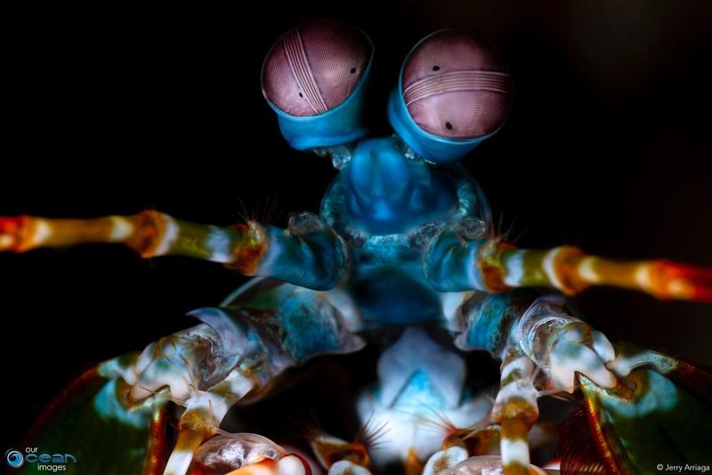 Mantis Shrimp