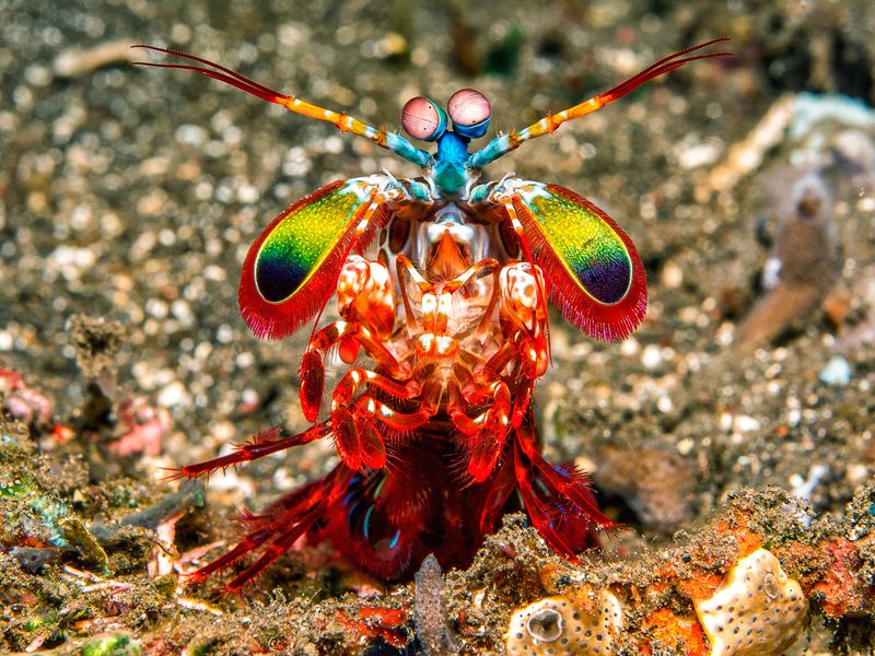 Mantis Shrimp