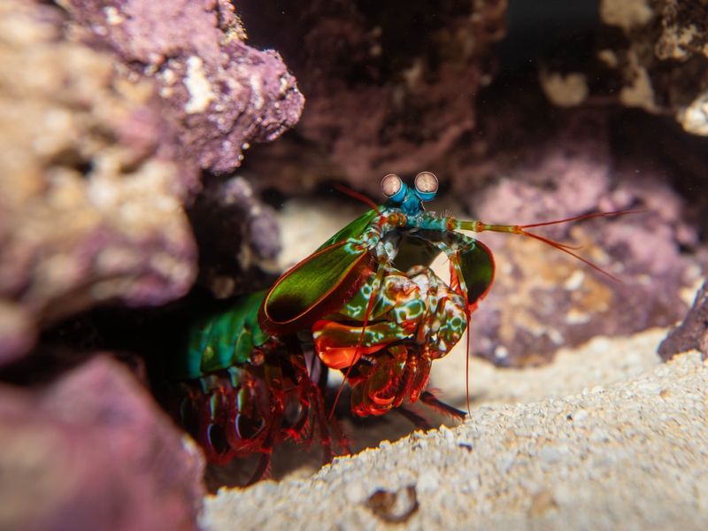 Mantis Shrimp