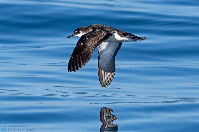 Manx Shearwater