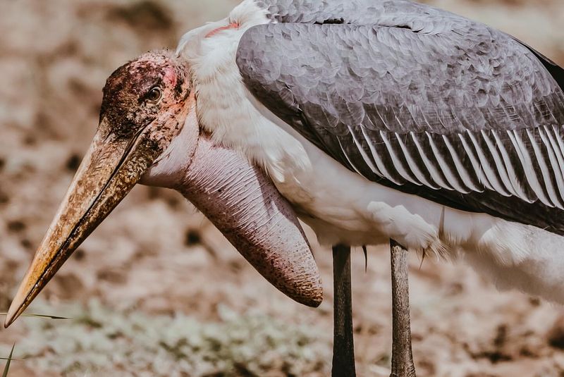 Marabou Stork