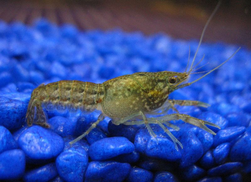 Marbled Crayfish