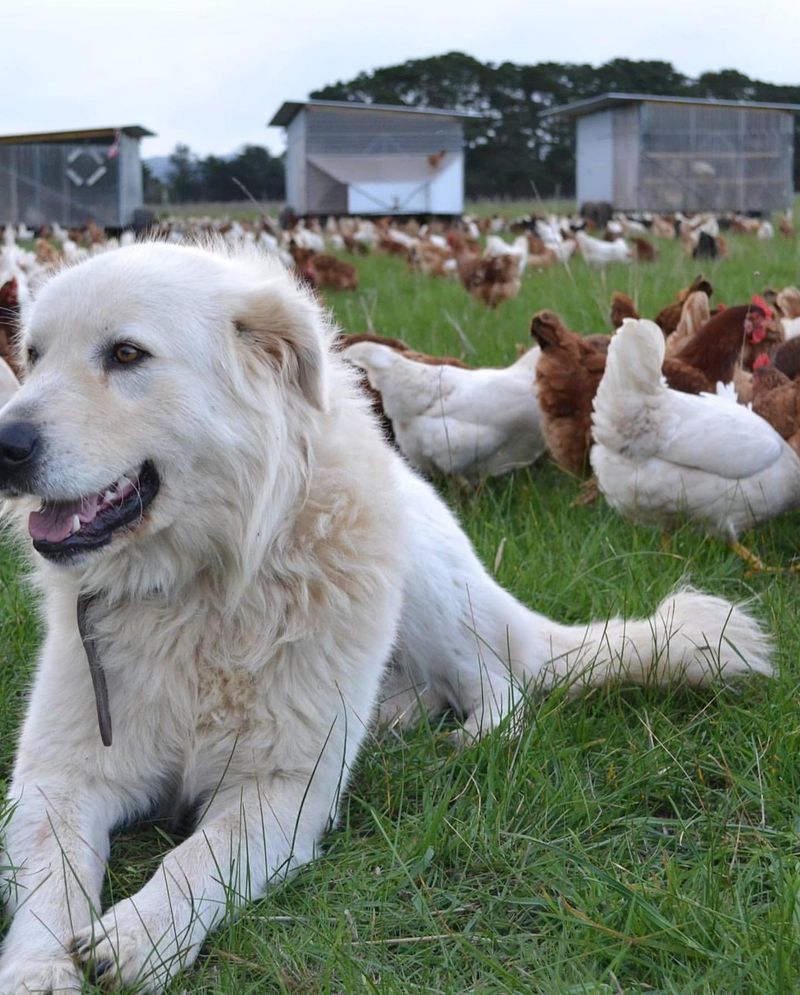 Maremma Sheepdog