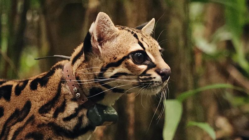 Margay (Leopardus wiedii)