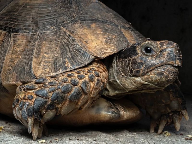 Marginated Tortoise