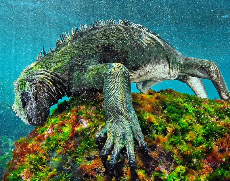 Marine Iguana